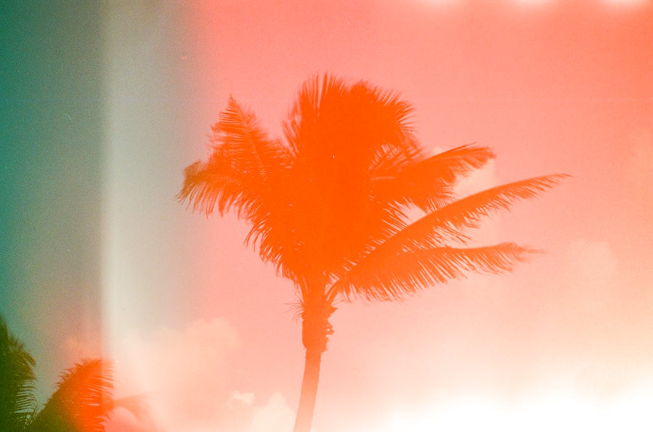 services-04 A dreamy photo of a palm tree with an analog light leak effect, evoking an exotic summer feel.