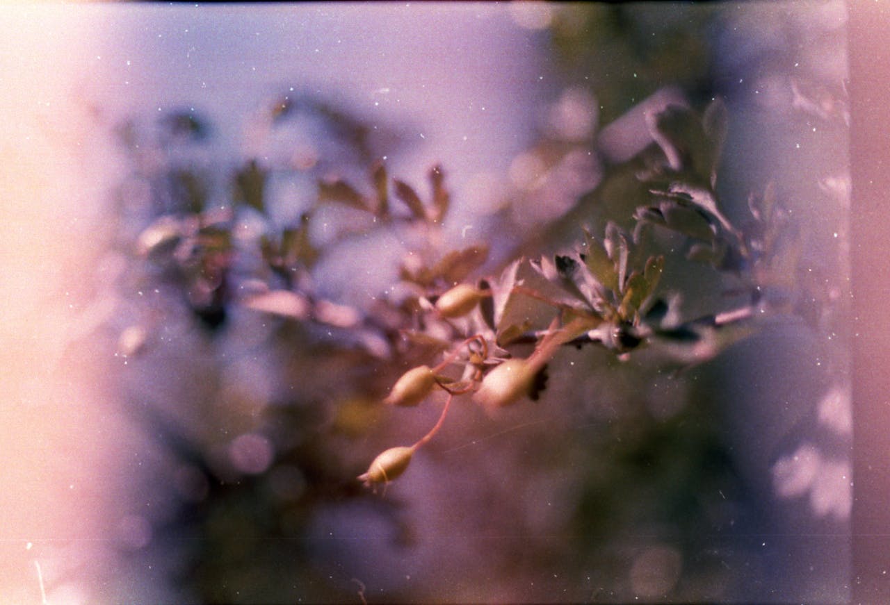 services-03 Close-up of a branch with buds captured using vintage film photography, featuring a light leak effect for an artistic touch.
